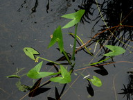 Sagittaria sagittifolia 
