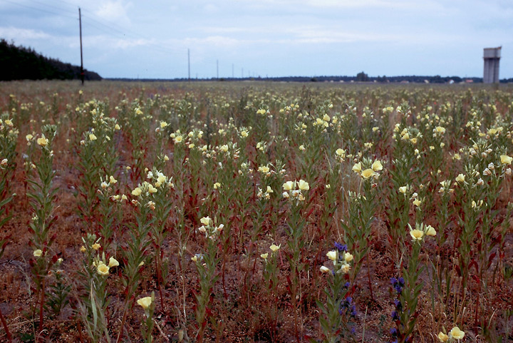 Oenothera biennis