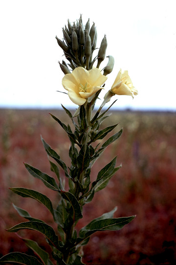 Oenothera biennis