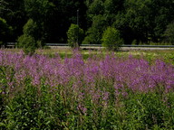 Epilobium angustifolium