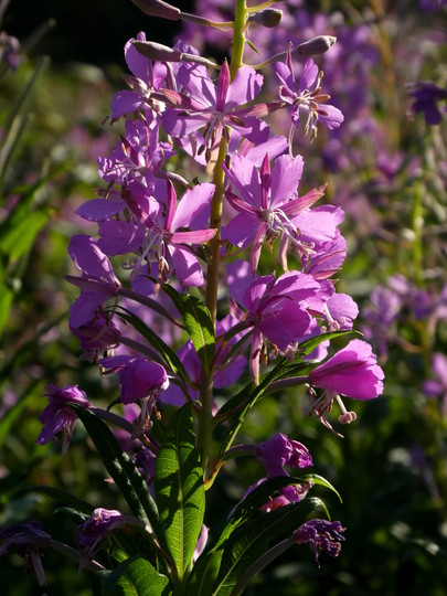 Epilobium angustifolium