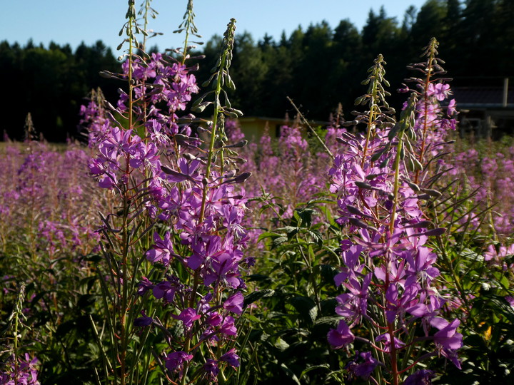 Epilobium angustifolium