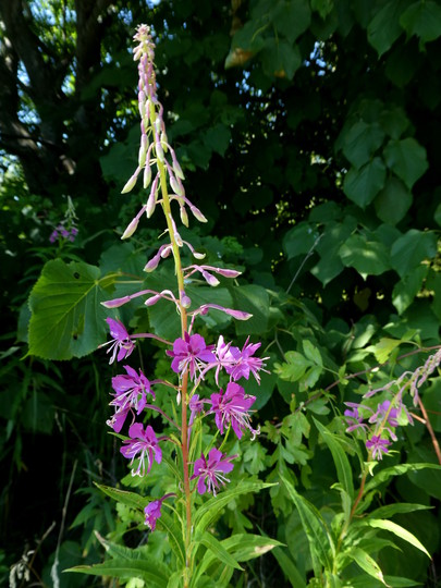 Epilobium angustifolium