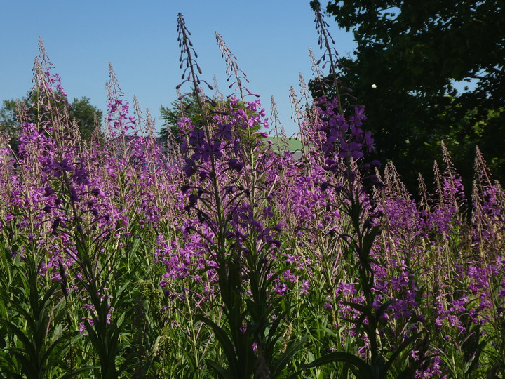 Epilobium angustifolium