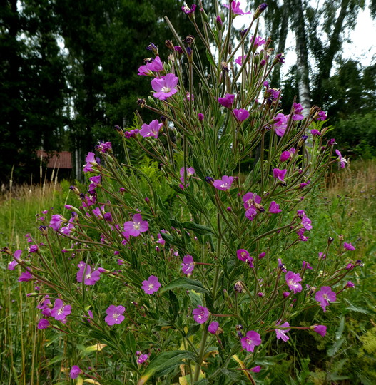 Epilobium hirsutum