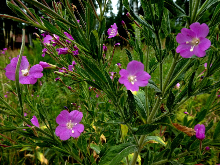 Epilobium hirsutum