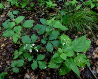 Circaea lutetiana