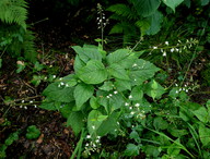 Circaea lutetiana