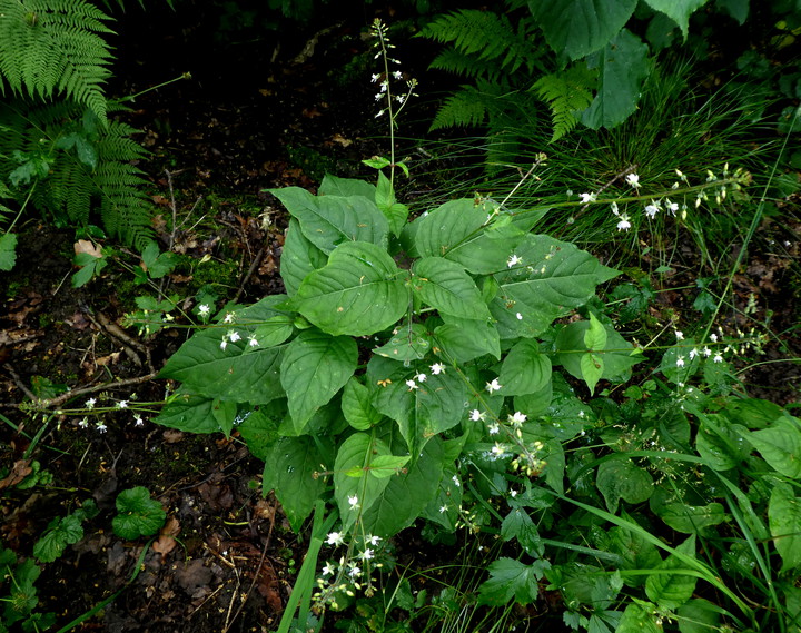 Circaea lutetiana