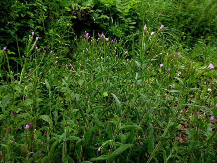 Epilobium parviflorum