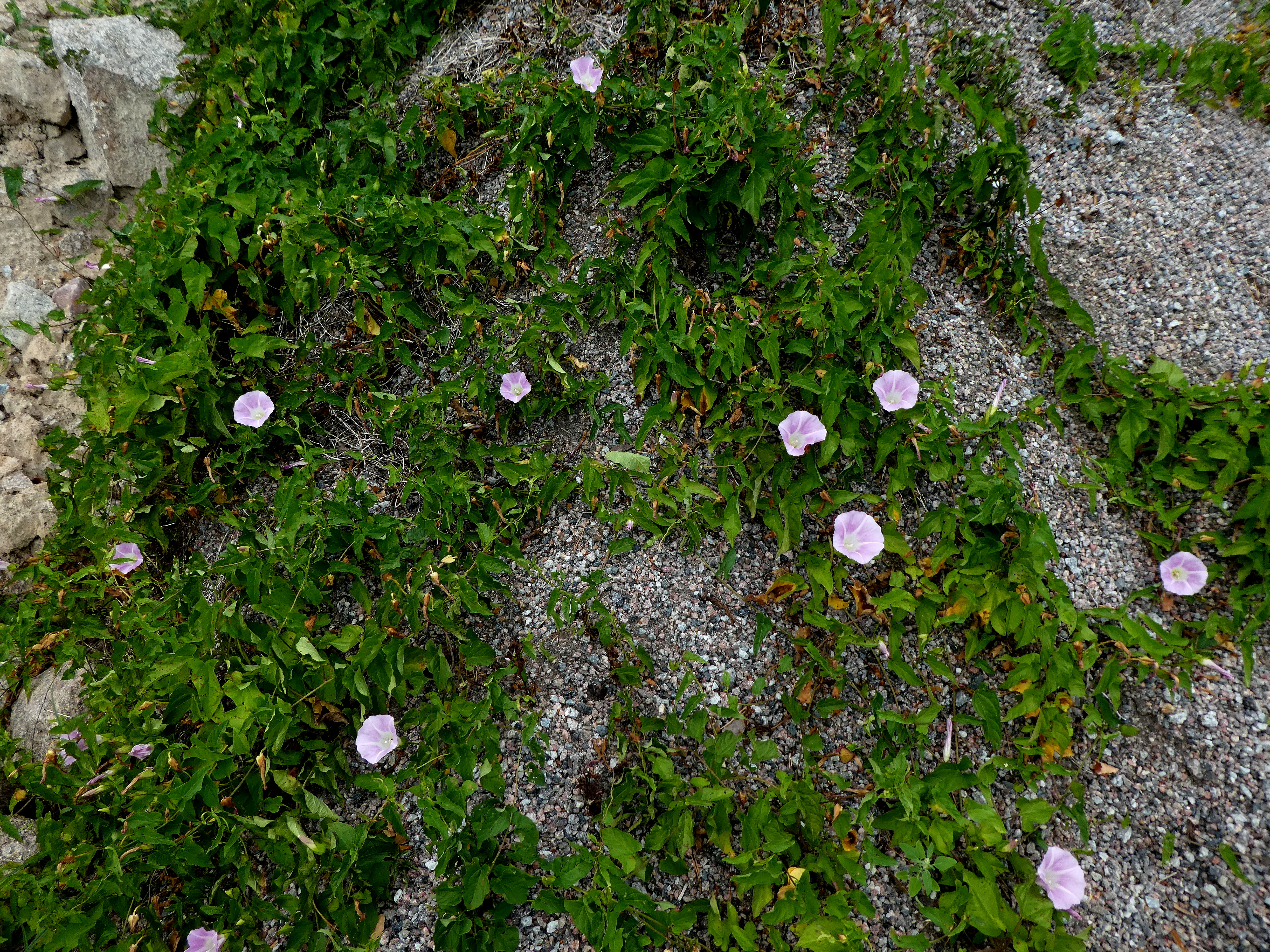Calystegia sepium ssp. spectabilis