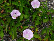 Calystegia sepium ssp. spectabilis