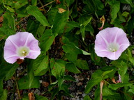 Calystegia sepium ssp. spectabilis