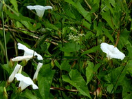 Calystega sepium ssp. sepium