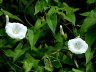 Calystega sepium ssp. sepium
