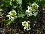 Viburnum opulus