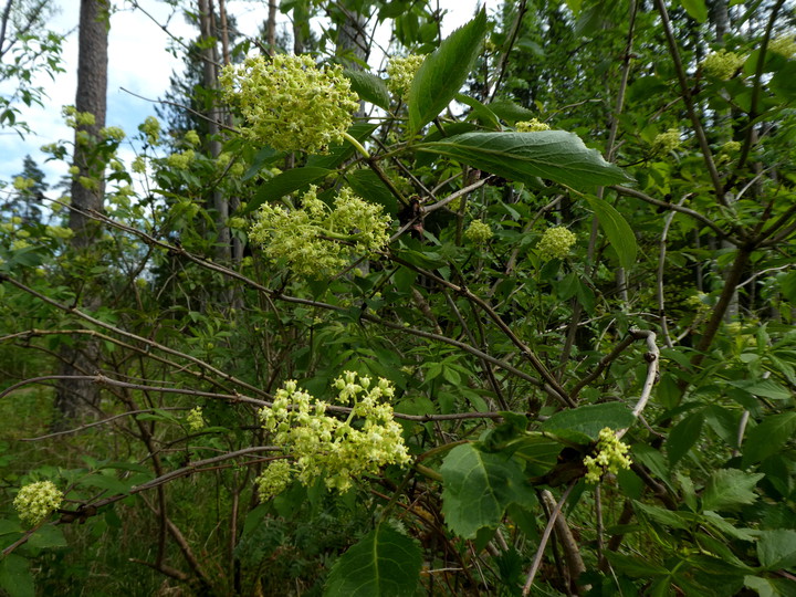 Sambucus racemosa