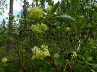 Sambucus racemosa