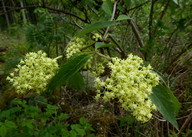 Sambucus racemosa