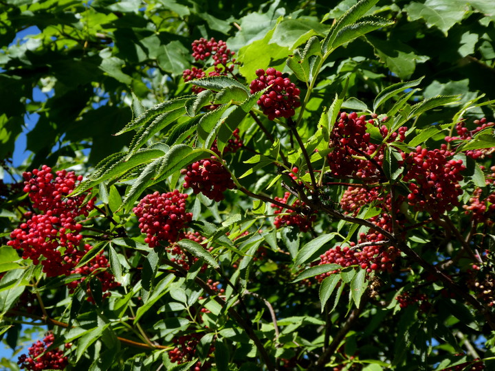 Sambucus racemosa