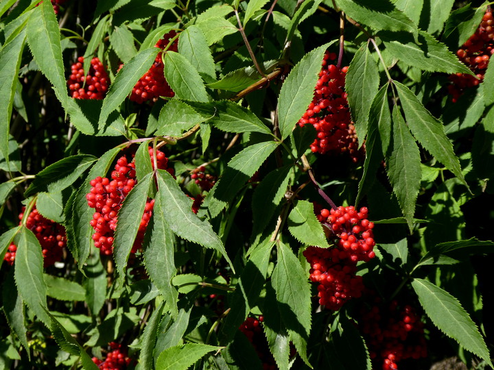 Sambucus racemosa