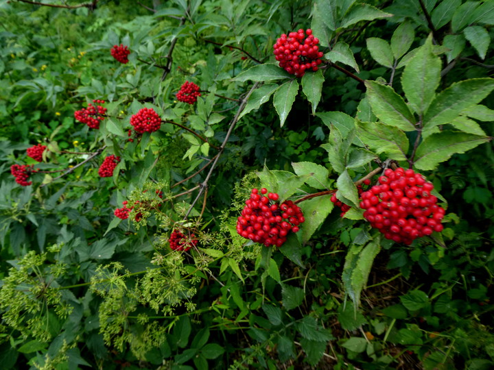 Sambucus racemosa