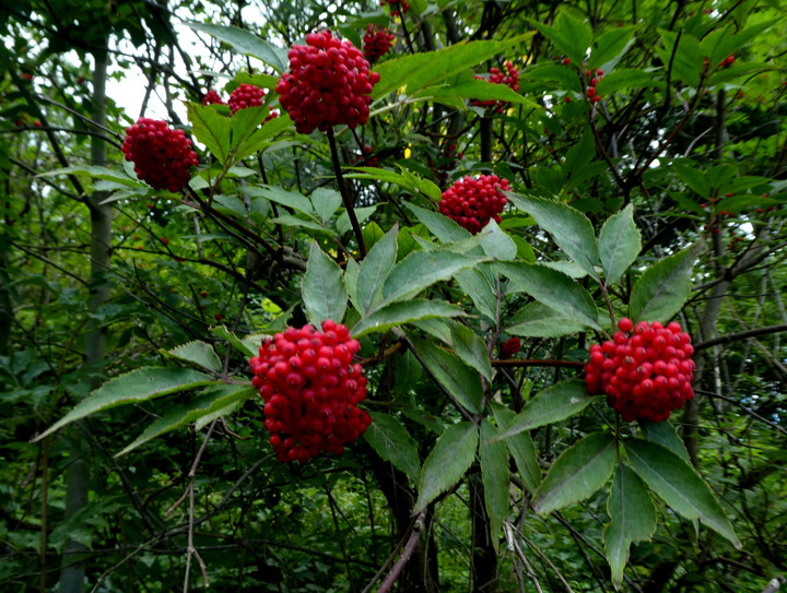 Sambucus racemosa