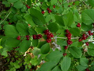 Lonicera xylosteum