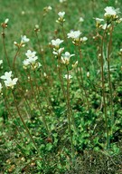 Saxifraga granulata