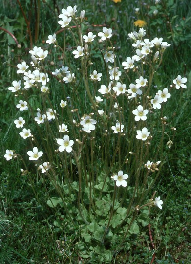 Saxifraga granulata