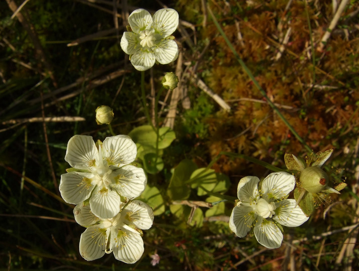 Parnassia palustris