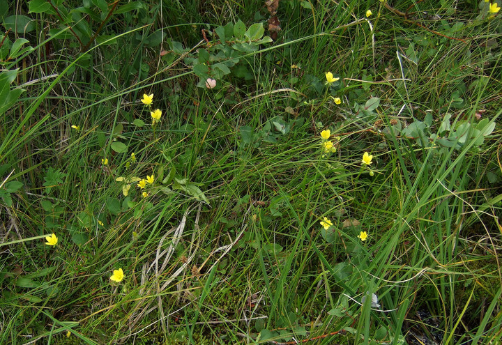 Saxifraga hirculus