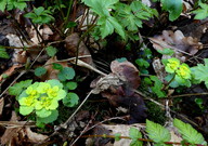 Chrysosplenium alternifolium