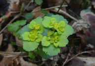 Chrysosplenium alternifolium