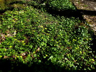 Chrysosplenium alternifolium