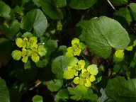 Chrysosplenium alternifolium