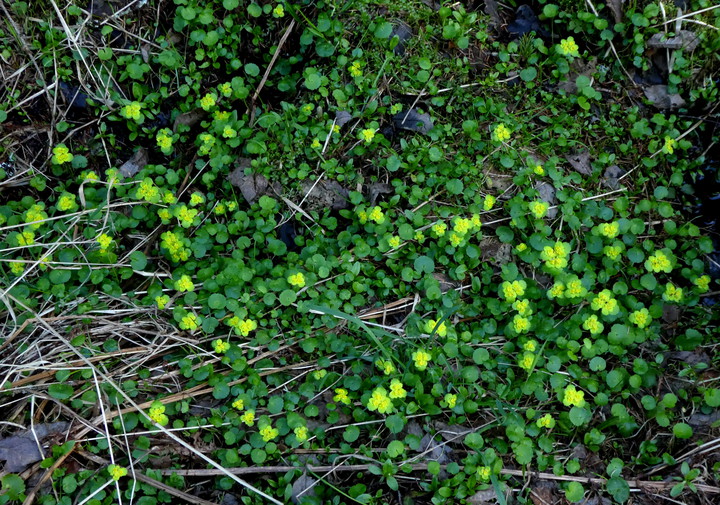 Chrysosplenium alternifolium