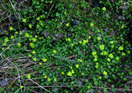 Chrysosplenium alternifolium