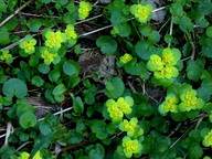 Chrysosplenium alternifolium