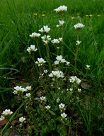 Saxifraga granulata