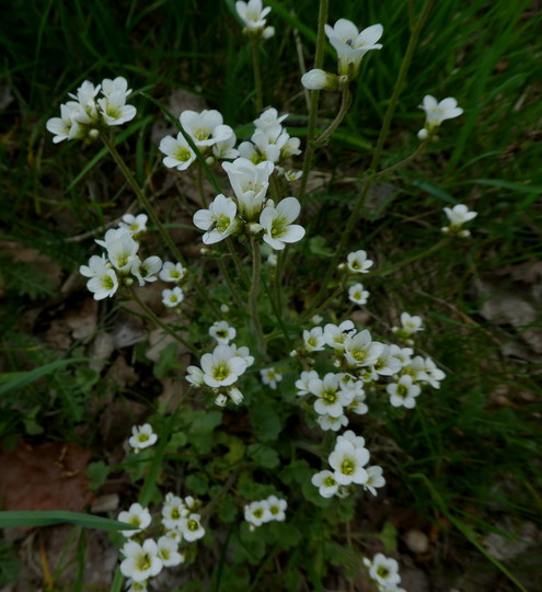 Saxifraga granulata