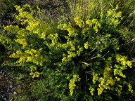 Galium verum