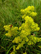 Galium verum