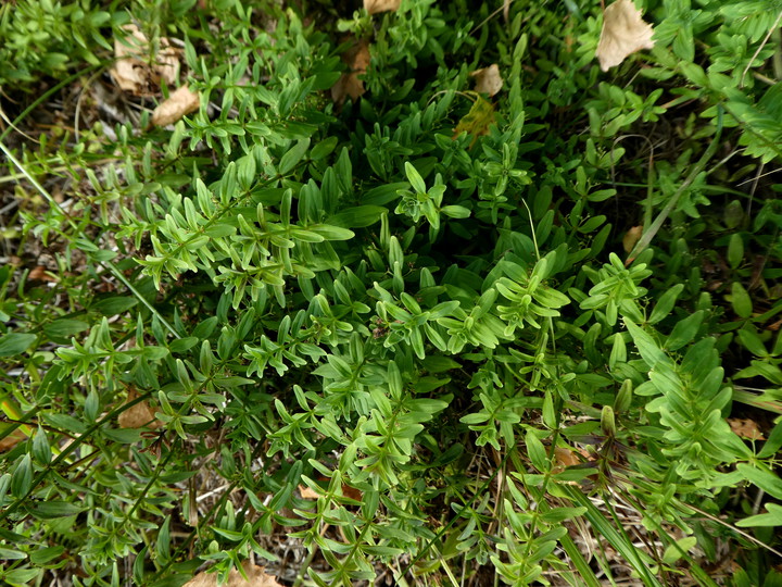 Cruciata laevipes