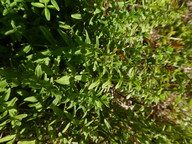 Cruciata laevipes