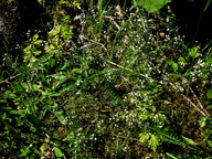 Galium suecicum var. vestrogothicum