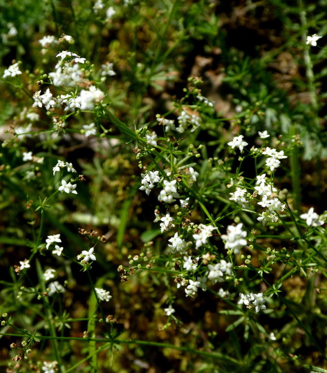 Galium suecicum var. vestrogothicum