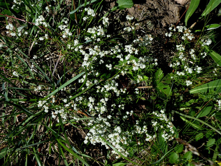 Galium suecicum var. vestrogothicum