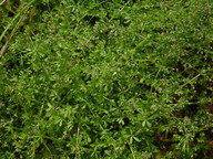 Galium saxatile