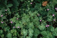 Geranium pyrenaicum